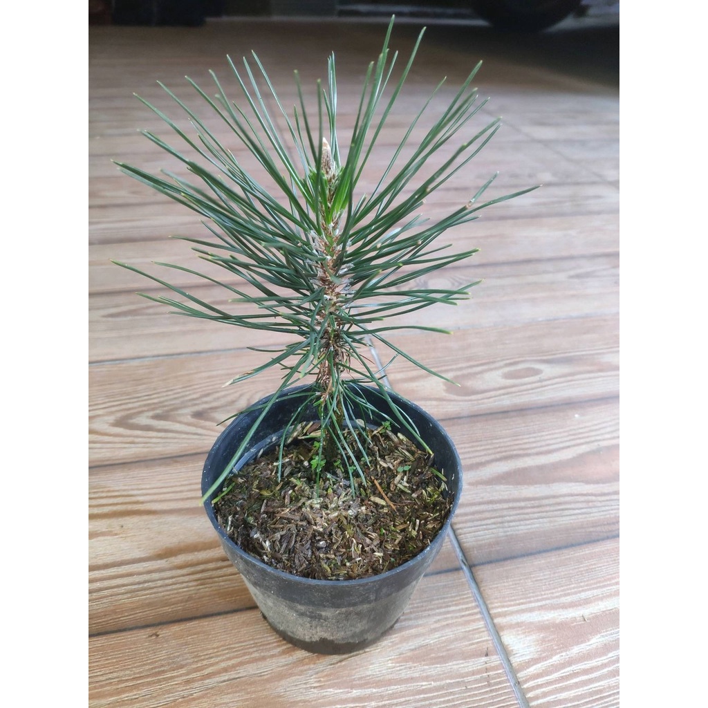 Jual Pohon Japanese Black Pine / Pinus Hitam Jepang ( untuk bahan ...