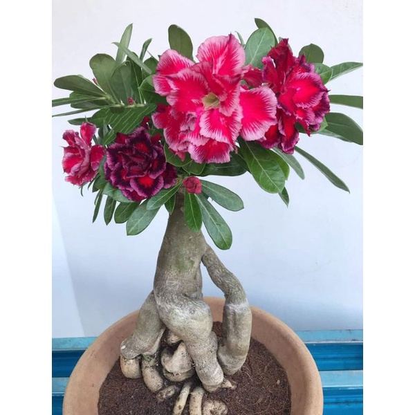 Jual Bibit adenium bunga red flash-adenium cabang seribu-tanaman bunga ...