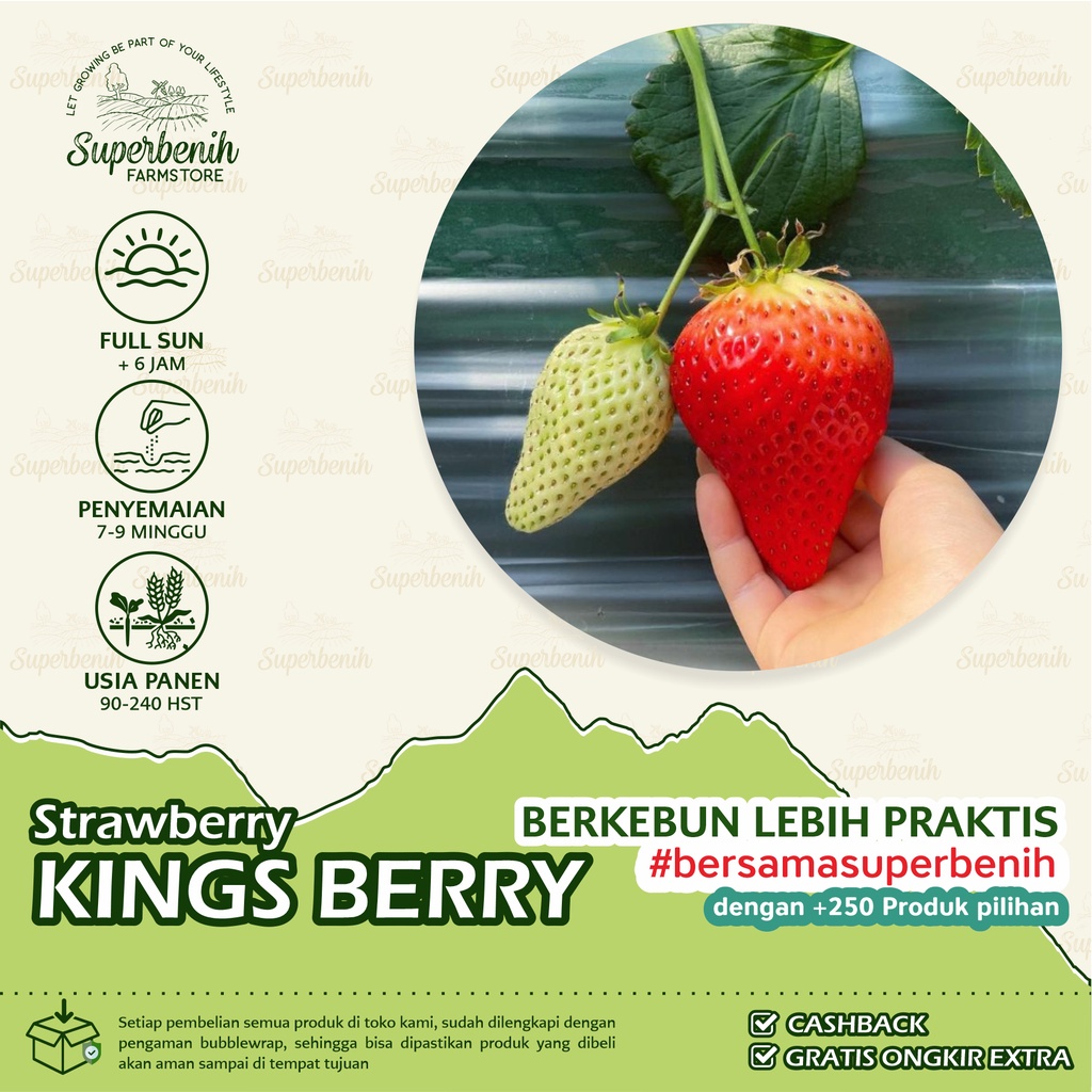 Jual Benih Murah 10 Biji - Benih Strawberry KINGS BERRY, Jenis ...