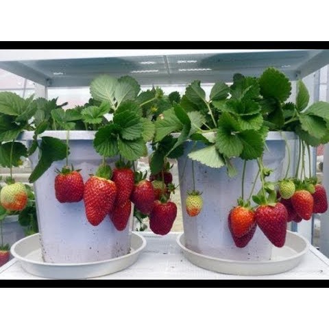 Jual PAKET 5 TANAMAN BIBIT STRAWBERY KALIBRET JUMBO STRAAWBERY SUPER ...