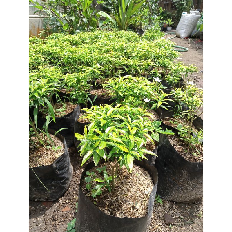 Jual bibit bunga rombusa/sabrina murah rimbun(beli 5 gratis 1) | Shopee ...