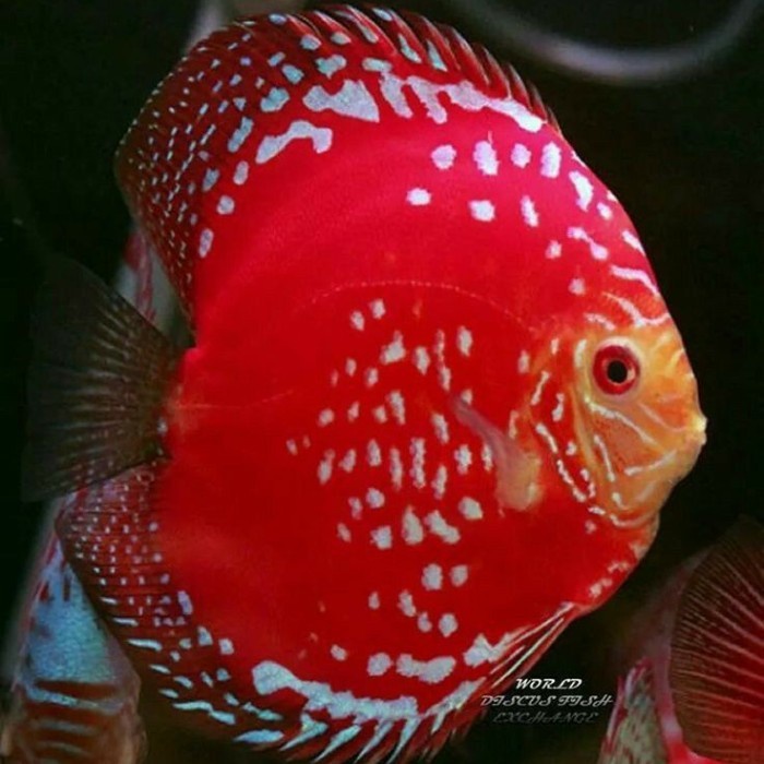 Jual Ikan DIscus Red Rafflesia Ukuran 2 inch | Shopee Indonesia