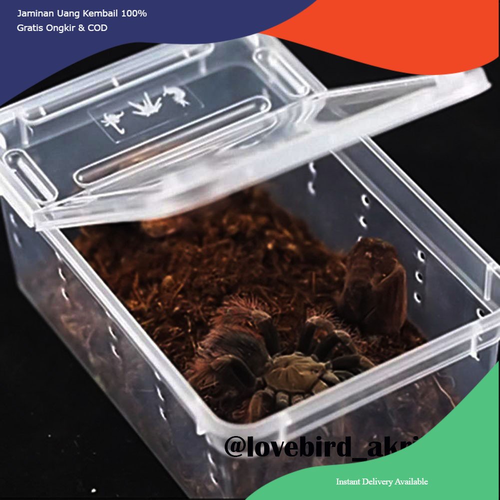 Jual Kandang Tarantula, Enclo Tarantula, Enclosure, Box Reptil, Box ...