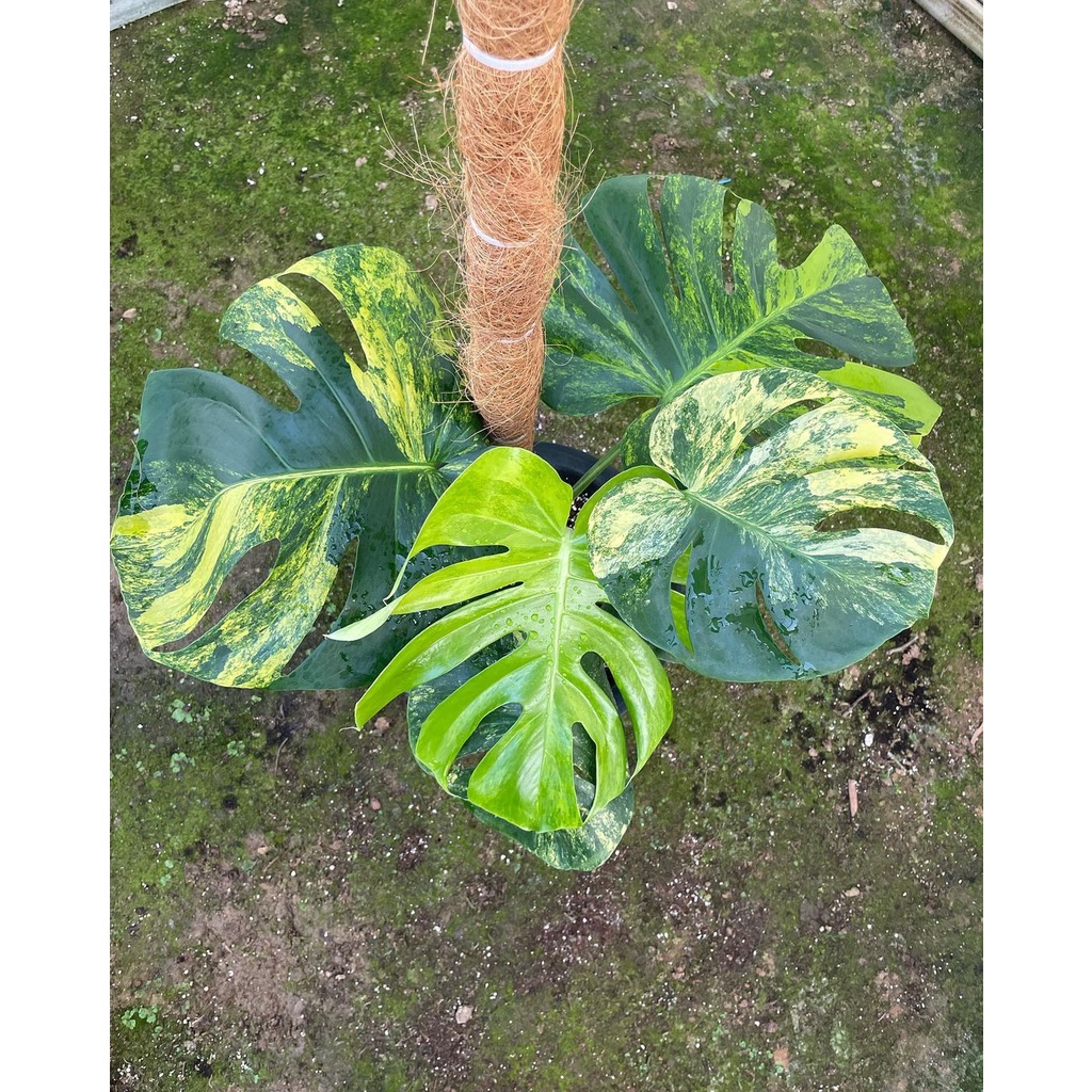 極上斑✨】Monstera Deliciosa yellow Marilyn Houseplant