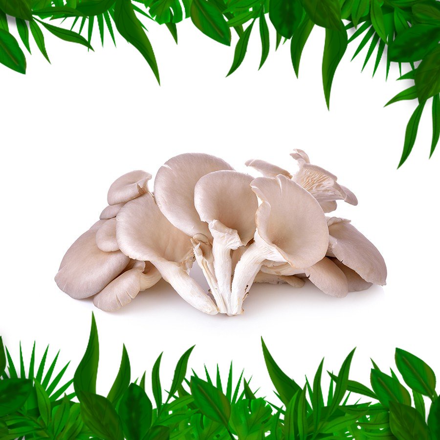 Jual SAYURAN FRESH NUSANTARA Jamur Tiram 500 gr Shopee Indonesia