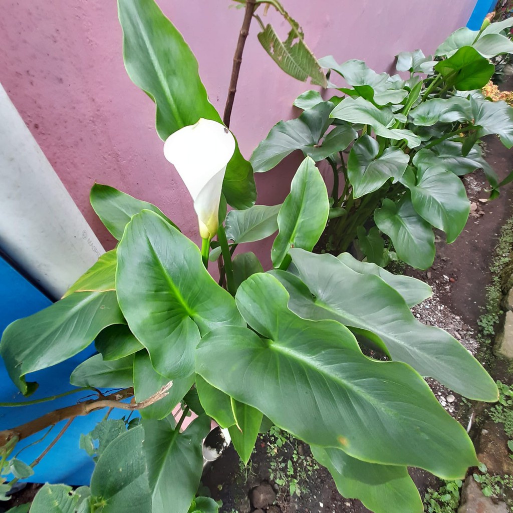 Jual Tanaman Hias Bunga Cala Lily - Tanaman Hias Hidup Berakar dan Siap ...