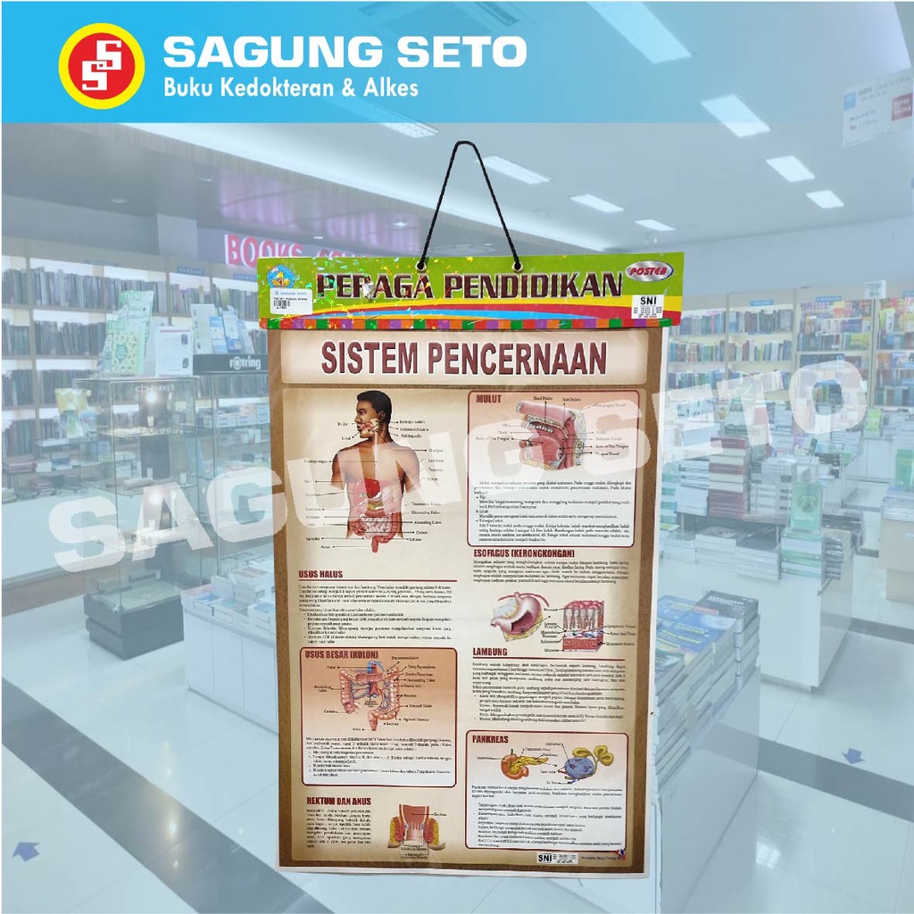 Jual Poster Peraga Pendidikan Sistem Pencernaan Poster Sistem