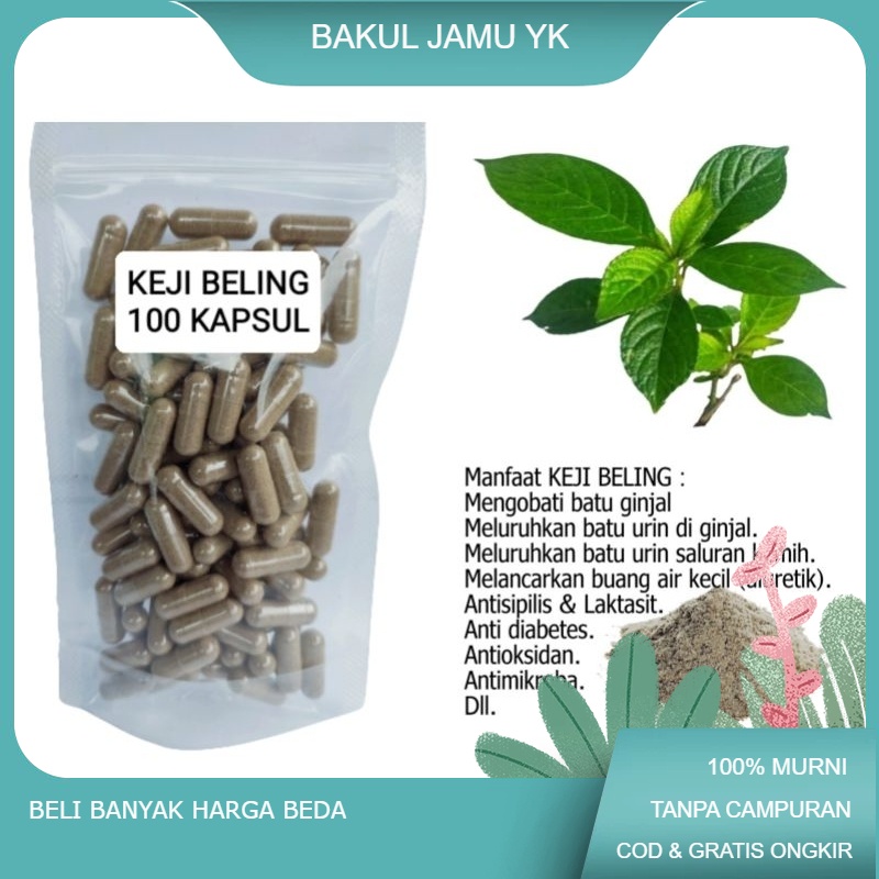 Jual KEJI BELING( Strobilanthes Crispa ) ISI 100 Kapsul Untuk Batu ...