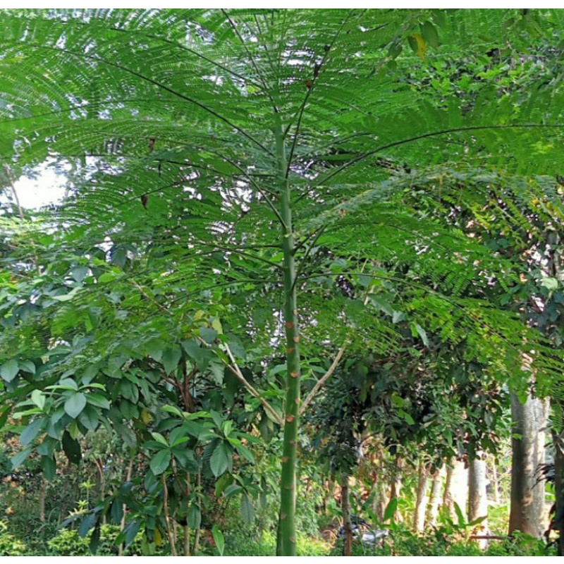 Jual PROMO!!! Bibit Pohon Solobium Parahyba - Tanaman Pakis Brazil ...
