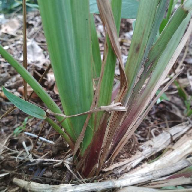 Jual Bibit rumput setaria sataria pakan ternak 1kg// kualitas terbaik ...
