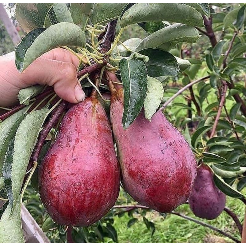 Jual bibit tanaman pohon alpukat red vietnam asli okulasi cepat berbuah ...