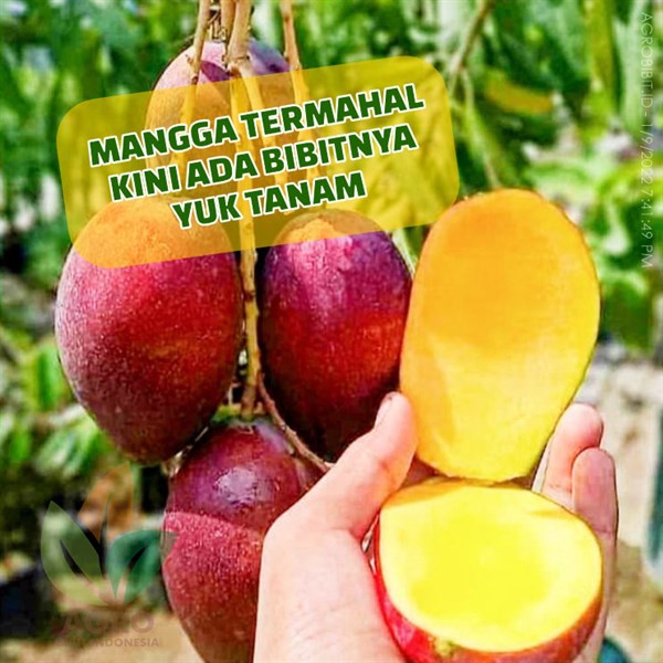 Jual Bibit Mangga Miyazaki Asal Okulasi Asli Shopee Indonesia