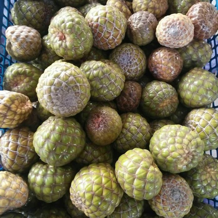 Jual Buah rumbia / Salak Hutan Aceh Langka | Shopee Indonesia
