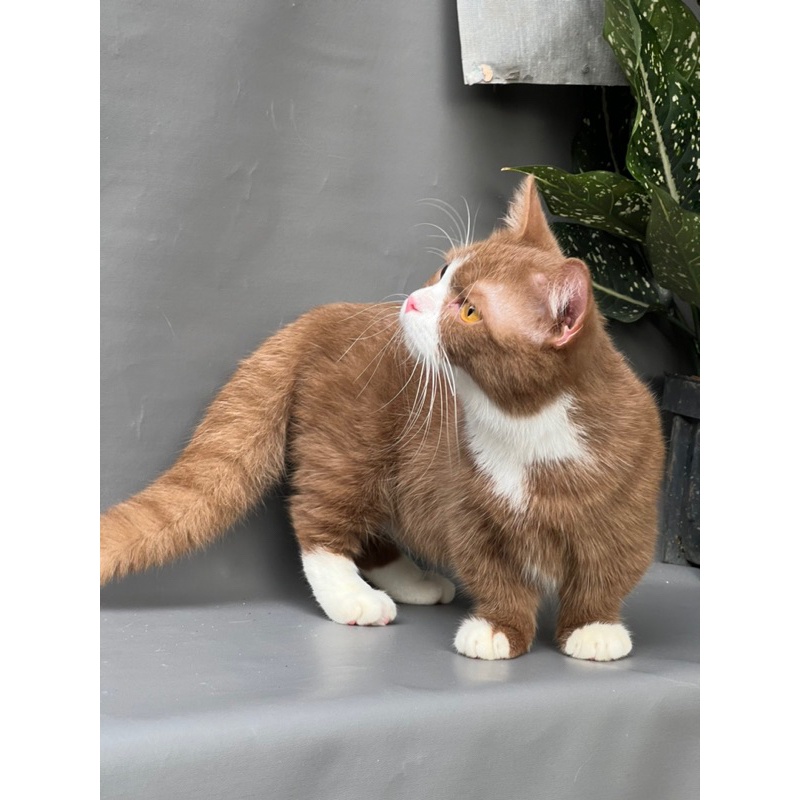 Jual kucing munchkin british shorthair bicolor cinamon | Shopee Indonesia