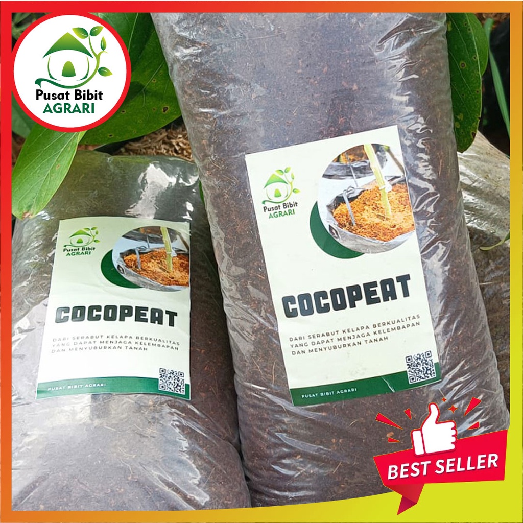 Cocopeat Berkualitas Subur Cepat Berbuah Bibit Super Genjah Unggul Bisa Tabulampot Pusat Bibit Agrari