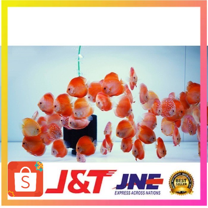 Jual Ikan Discus Red Crystal 1Cm - 1 Inch | Shopee Indonesia