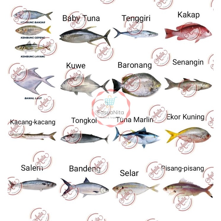 Jual Ikan Laut Segar Fresh - Tongkol Kakap Kerapu Tuna Kembung Bawal