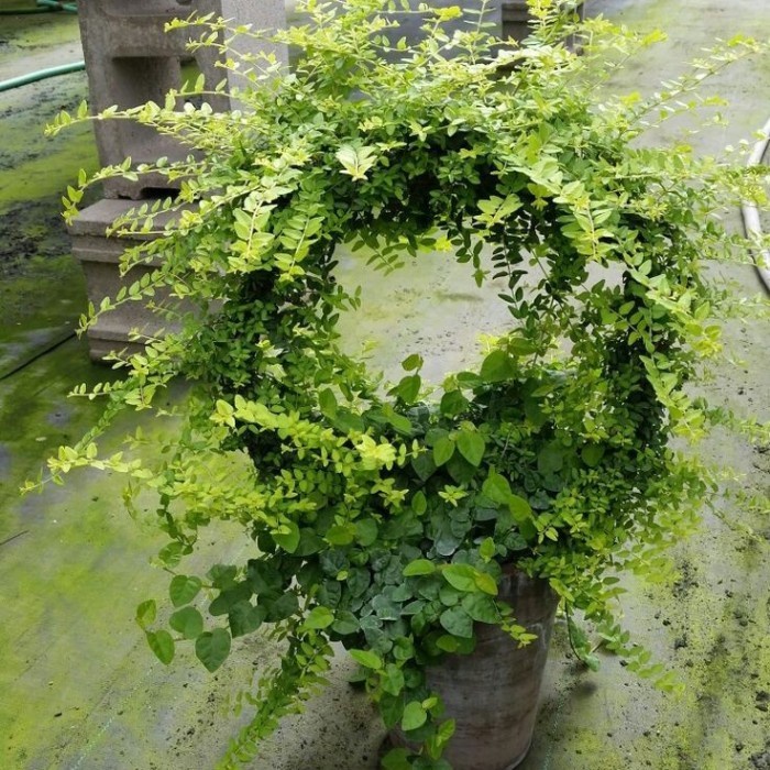 Jual Loop Planters - 15cm Media Rambat Turus Besi Bulat Tanaman Hias ...