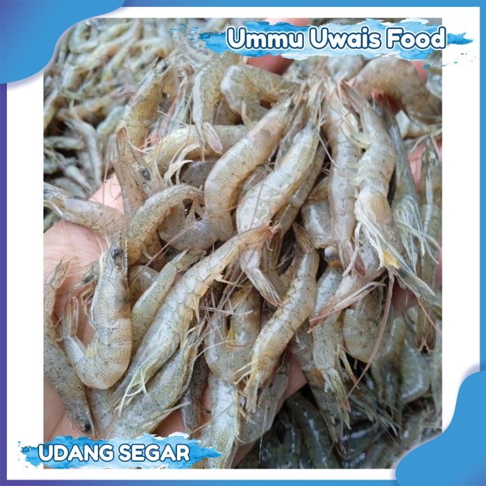 Jual Udang Api Api Ukuran Kecil Fresh [1 kg] | Shopee Indonesia