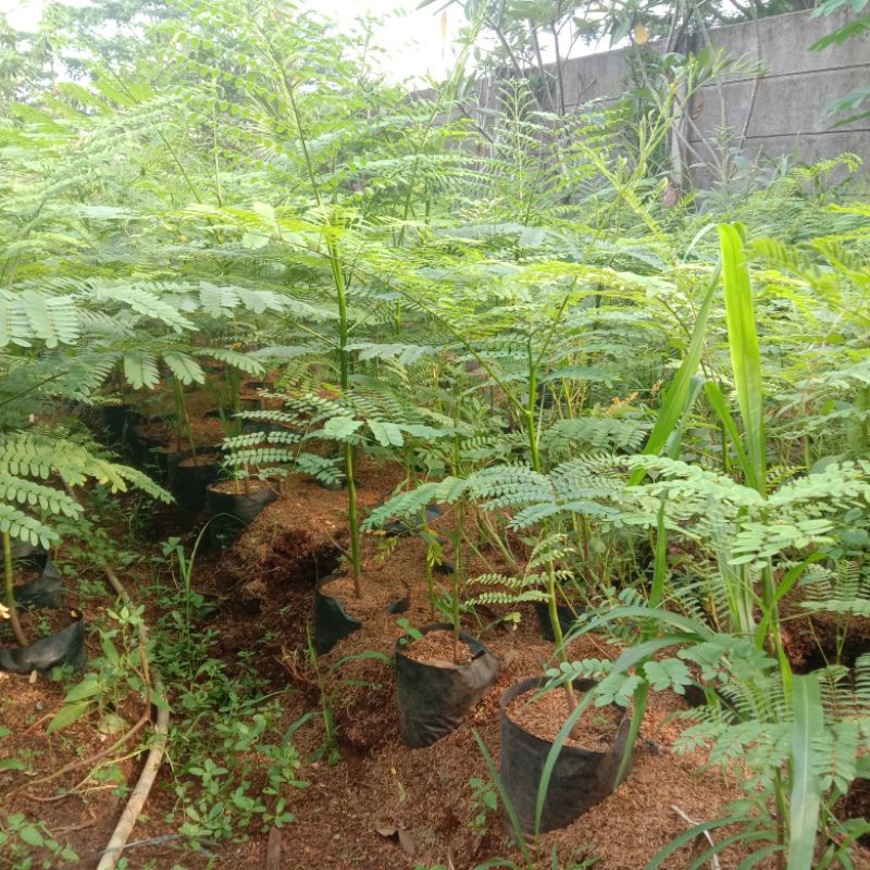 Jual PROMO!!! tanaman solobium pakis brazil tinggi 50cm schizolobium ...