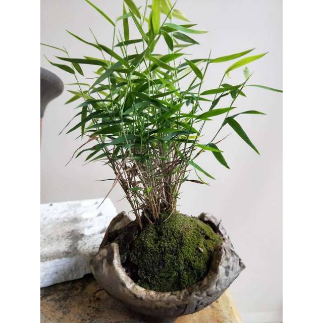Jual Tanaman Rumput bambu mini/bambu mikro | Shopee Indonesia