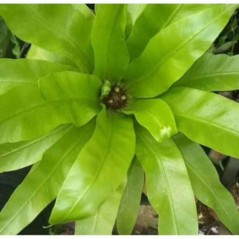 Jual Promo Anggrek Kadaka bulat Kadaka Mini Tanaman Hias | Shopee Indonesia