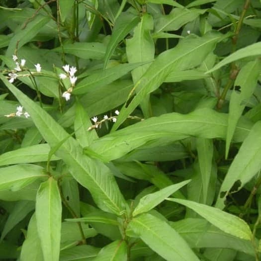 Jual Bibit tanaman pohon kesum - tanaman laksa - kesom KODE 01 | Shopee ...