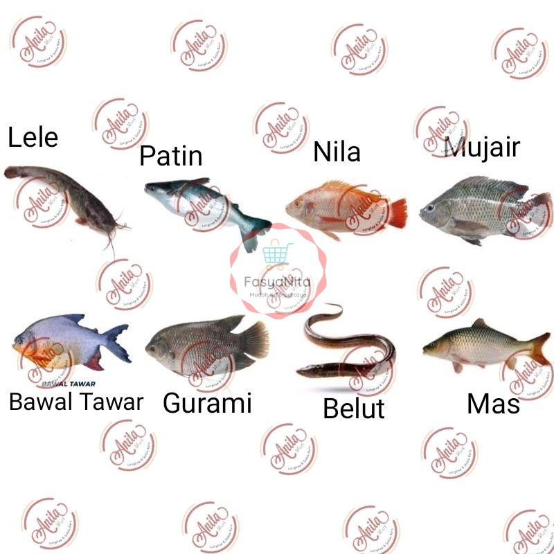 Jual Ikan Tawar Segar Fresh - Patin Lele Belut Gurami Bawal Mas Mujair