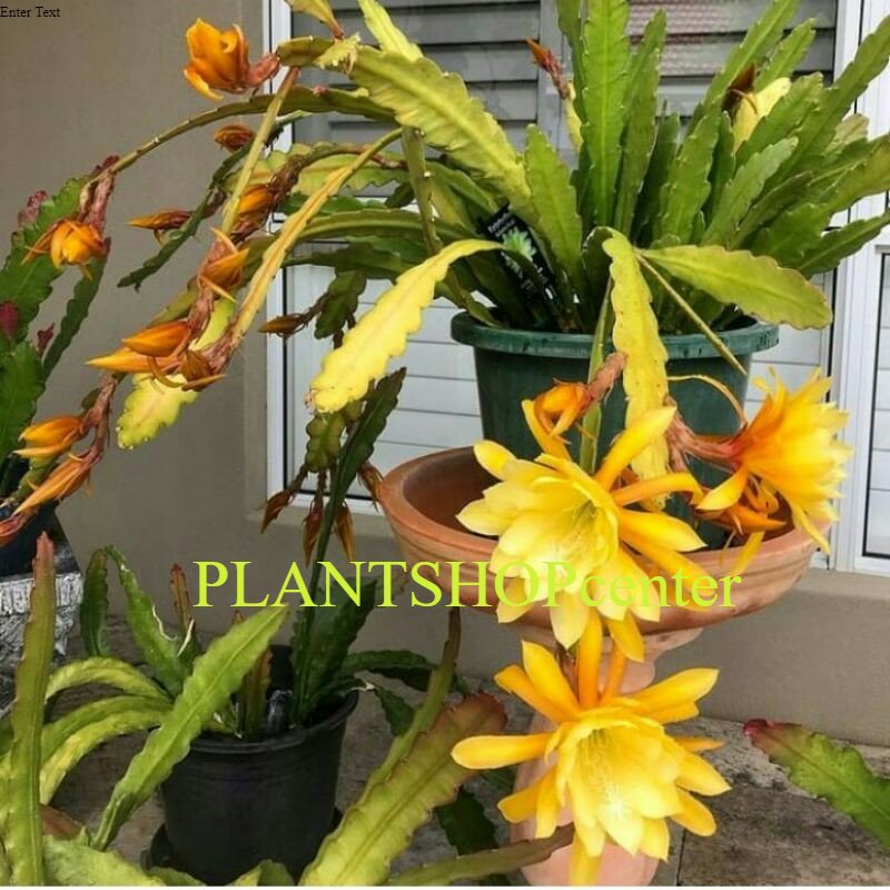 Jual Tanaman wijaya kusuma bunga kuning - Epiphyllum oxypetalum ...