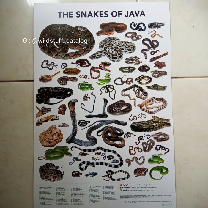 Jual Poster Original - SNAKES OF JAVA | Shopee Indonesia