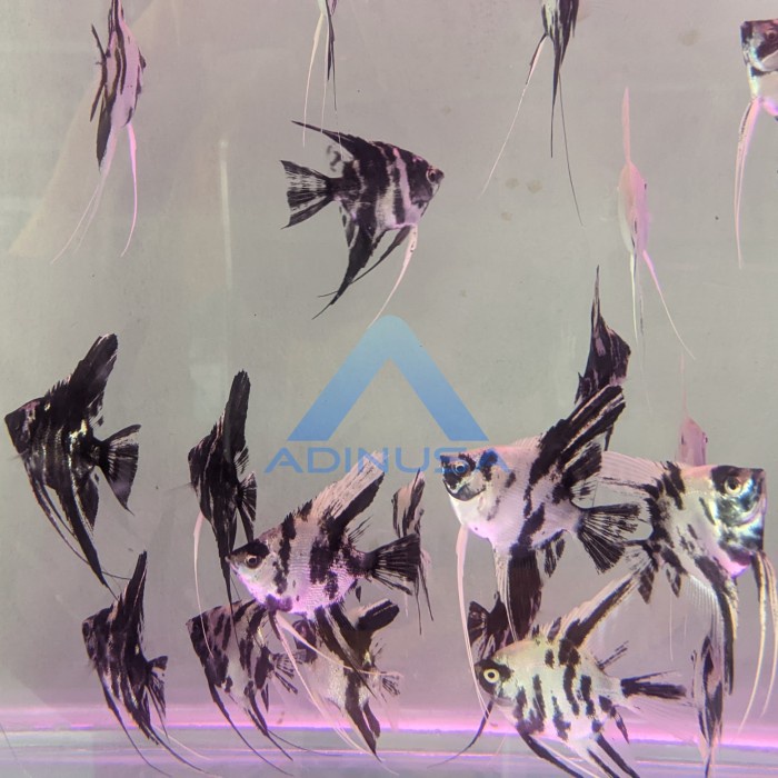 Jual IKAN HIAS MANFISH MENFISH TRI COLOR AIR TAWAR AQUARIUM AQUASCAPE ...