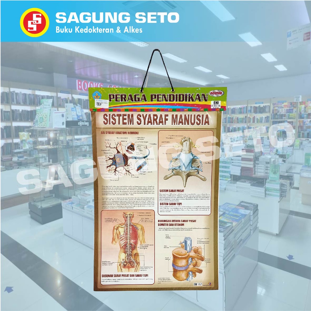 Jual Poster Peraga Pendidikan Sistem Syaraf Manusia Poster Sistem