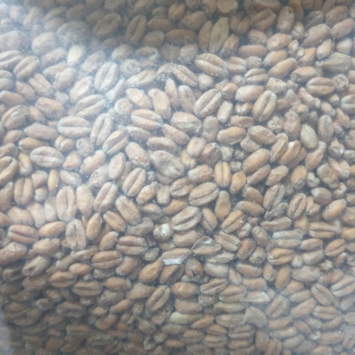 Jual Imatton premium AUS PALE WHEAT MALT 45 EBC homebrew craftbeer