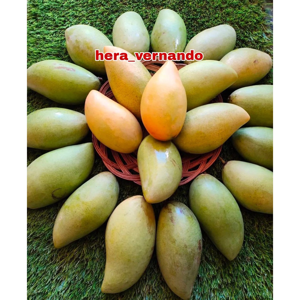 Jual Bibit Mangga Namdokmai Mun Golden Super Cepat Berbunga | Shopee ...