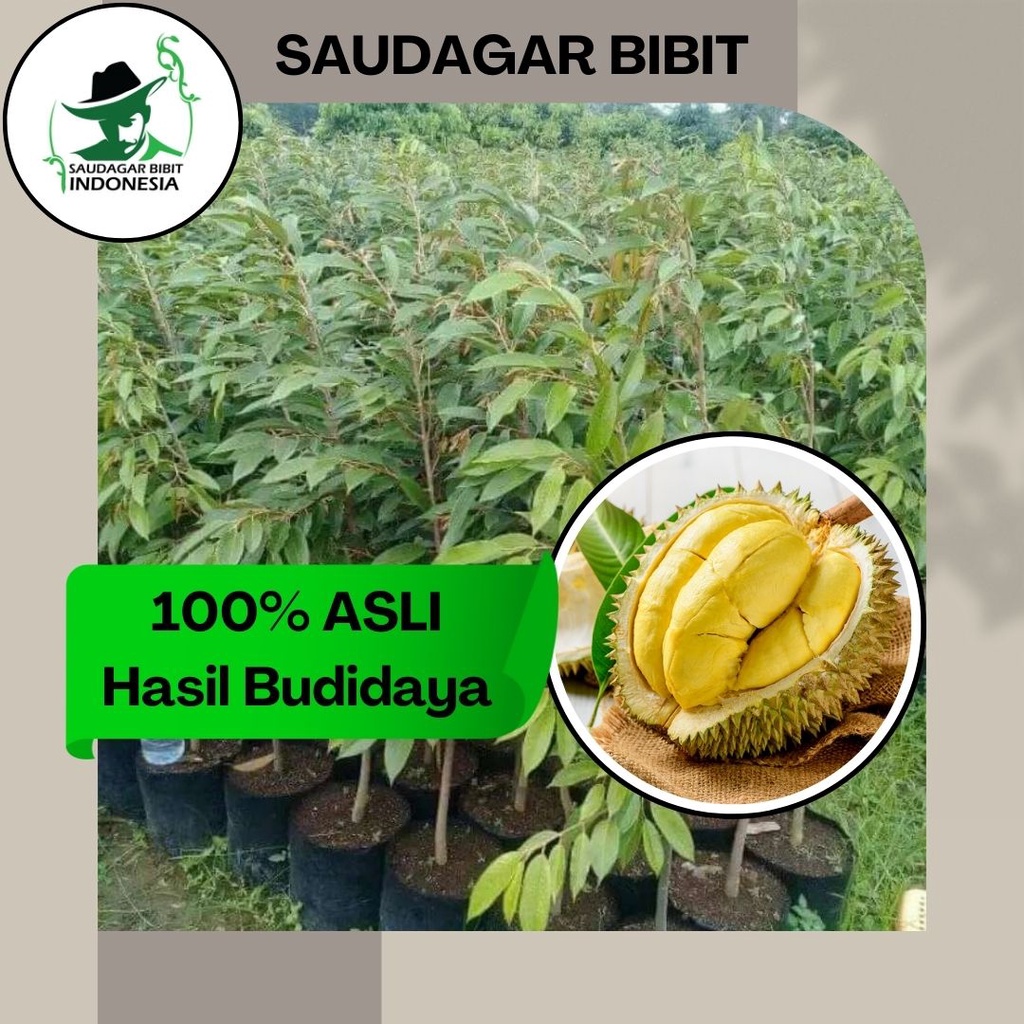 Jual Bibit Durian Montong Asli Tanaman Buah Hasil Okulasi Super Genjah