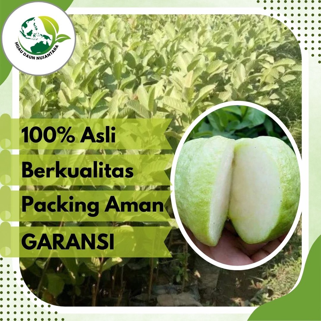 Jual Bibit Jambu Kristal Putih Asli Tanaman Buah Hasil Okulasi Super