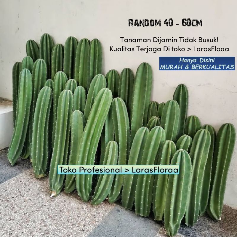 Jual Tanaman Kaktus Koboi Tanpa Duri Pohon Cacktus Koboi Tanaman