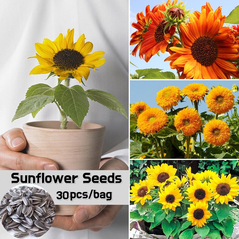 Jual [isi 20biji]tanaman Unik Sunflower Seeds Benih Hidroponik Fresh ...