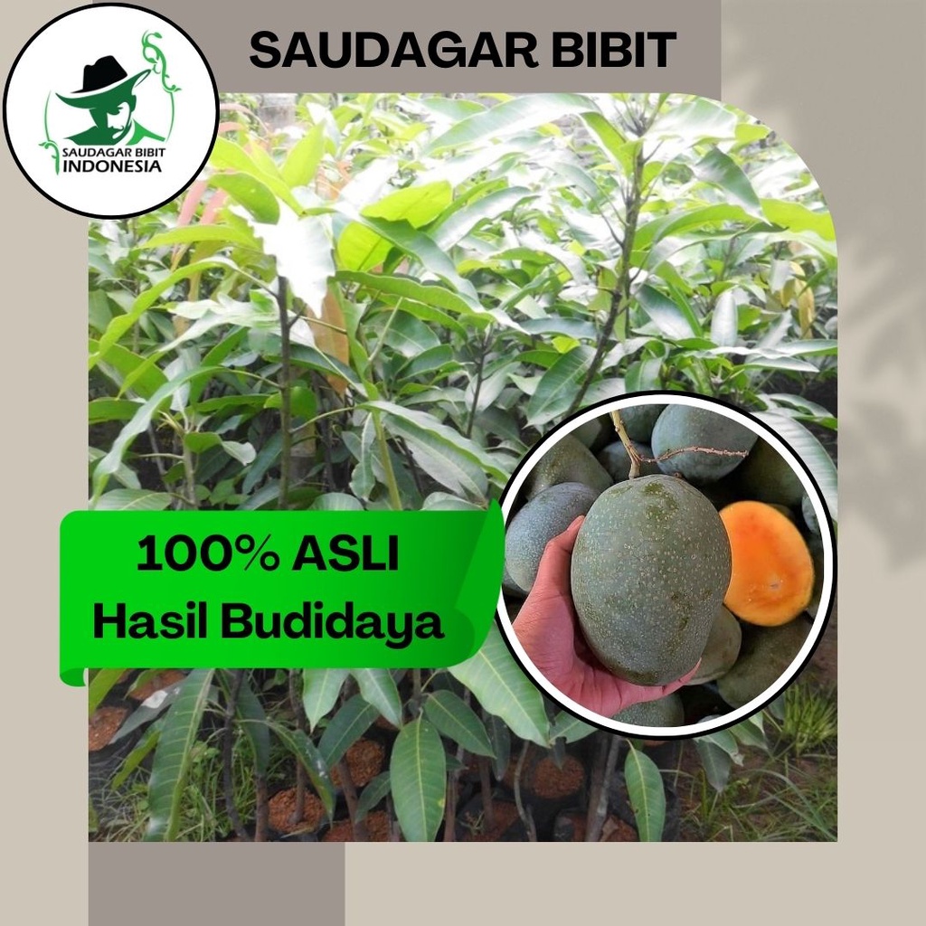 Jual Bibit Mangga Manalagi Asli Tanaman Buah Hasil Okulasi Super Genjah Unggul Bisa Tabulampot 4814