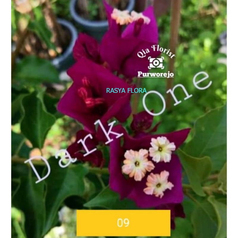 NEW!!TANAMAN HIAS BUGENVIL DRAK ONE PURPEL