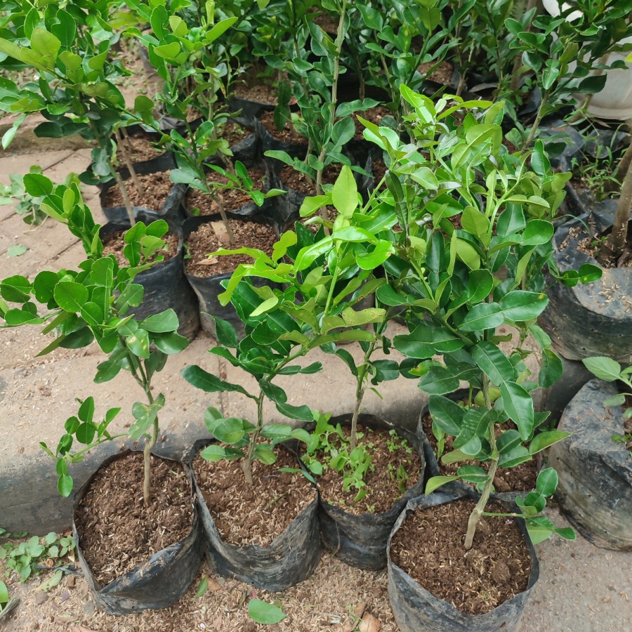 Jual Bibit JERUK PURUT Tanaman Buah JERUK PURUT Pohon JERUK PURUT Daun