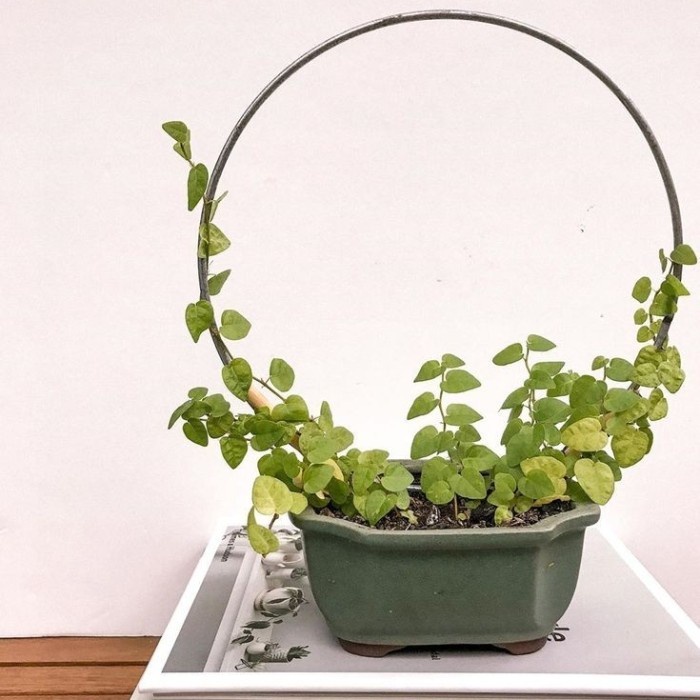 Jual Loop Planters - 30cm Media Rambat Turus Besi Bulat Tanaman Hias ...