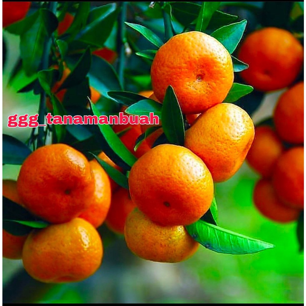 Jual Bibit Tanaman Jeruk Mandarin Super Manis Shopee Indonesia