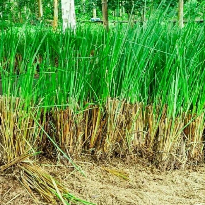 Jual Rumput Akar Wangi Rumput Vertiver Tanaman Pencegah Erosi Dan ...