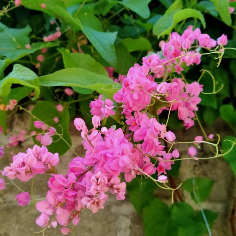 Jual tanaman rambat bunga air mata pengantin pink | Shopee Indonesia
