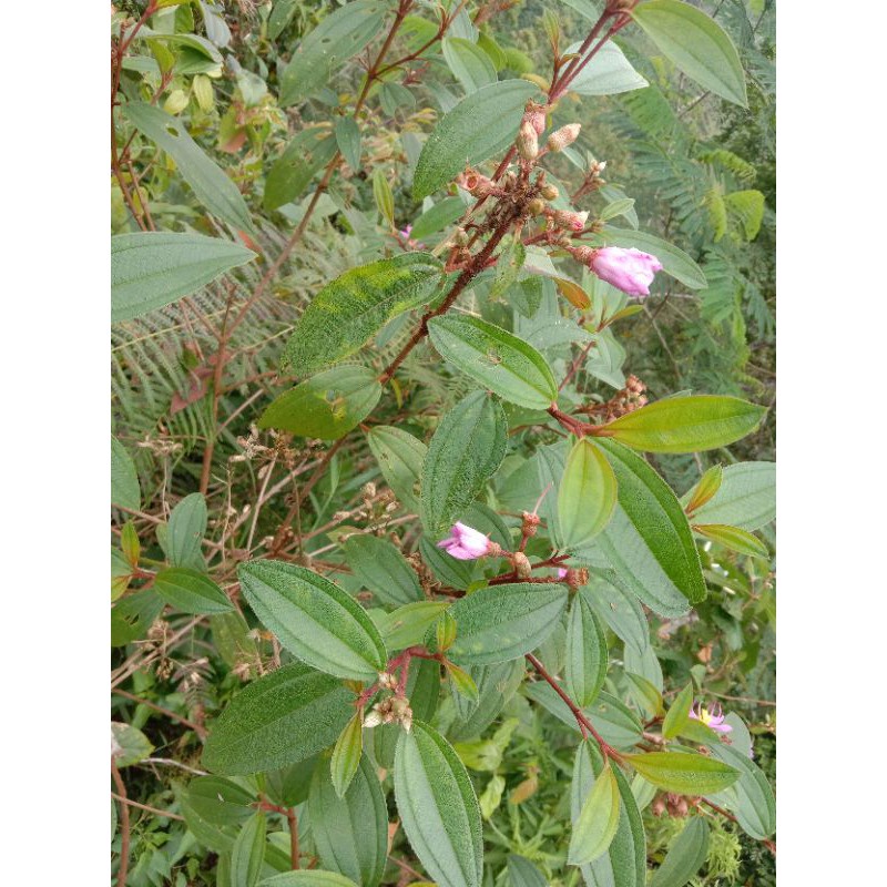 Jual TERMURAH daun senduduk harendong terbaik / senggani . segar herbal ...