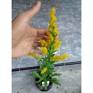 Jinsi shim kiygan ajoyib dumba surati Porno jinsiy oyinchoq