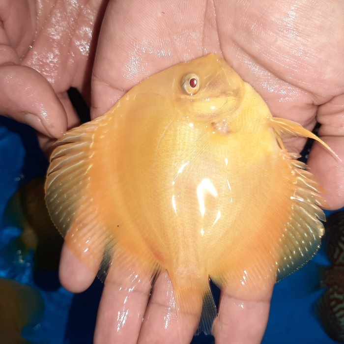 Jual Ikan Discus Golden Albino Ukuran 2 inch | Shopee Indonesia
