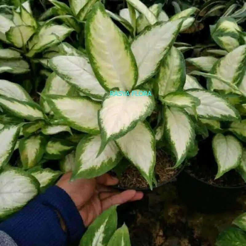TANAMAN HIAS AGLONEMA TISSU//AGLONEMA WHITE TISSU