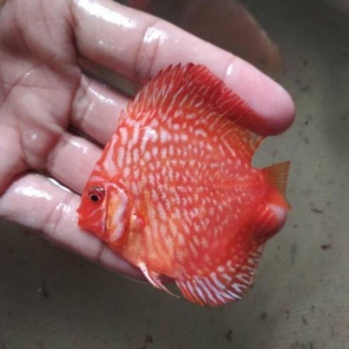 Jual Ikan Discus Jenis Red Pigeon Ukuran 2 inch | Shopee Indonesia